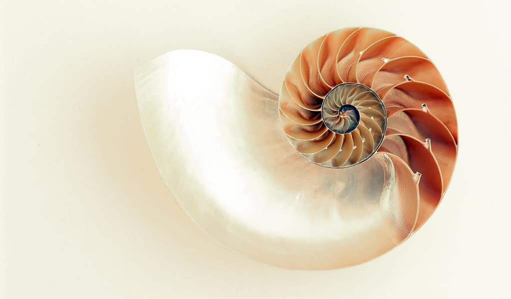 Golden Ratio Orange and White Seashell on White Surface