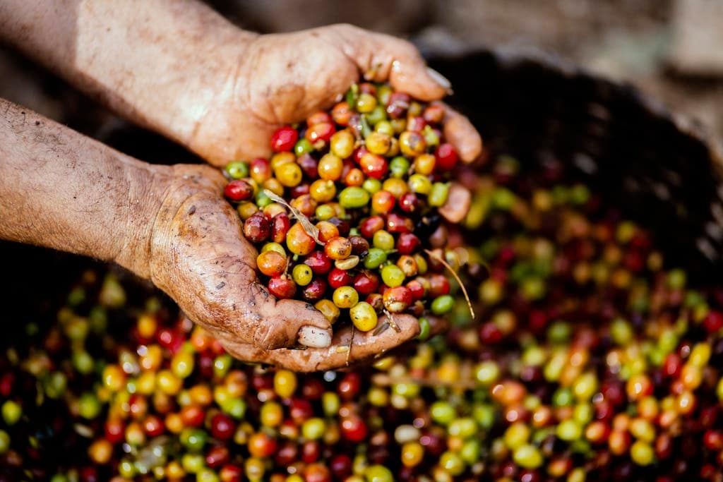 Best coffee beans in the world Assorted Fruits on Person's Hand