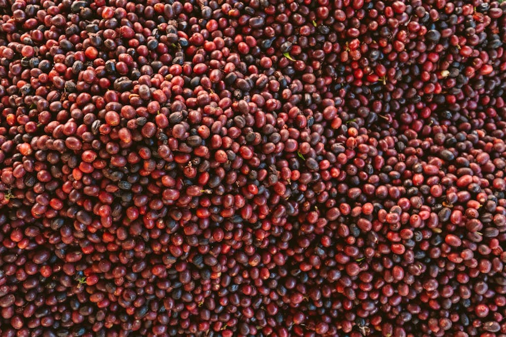 Types of Ethiopian Coffee Beans Red Bean Lot