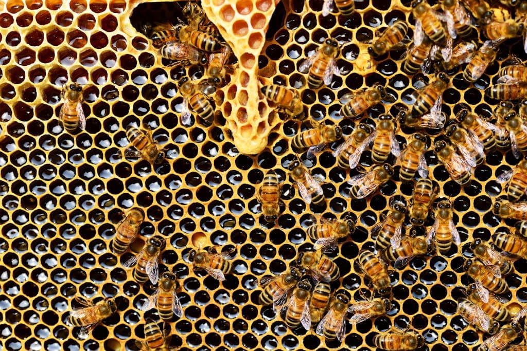 How to Sweeten Coffee Without Sugar: 10 Tasty Alternatives 1 Top View of Bees Putting Honey