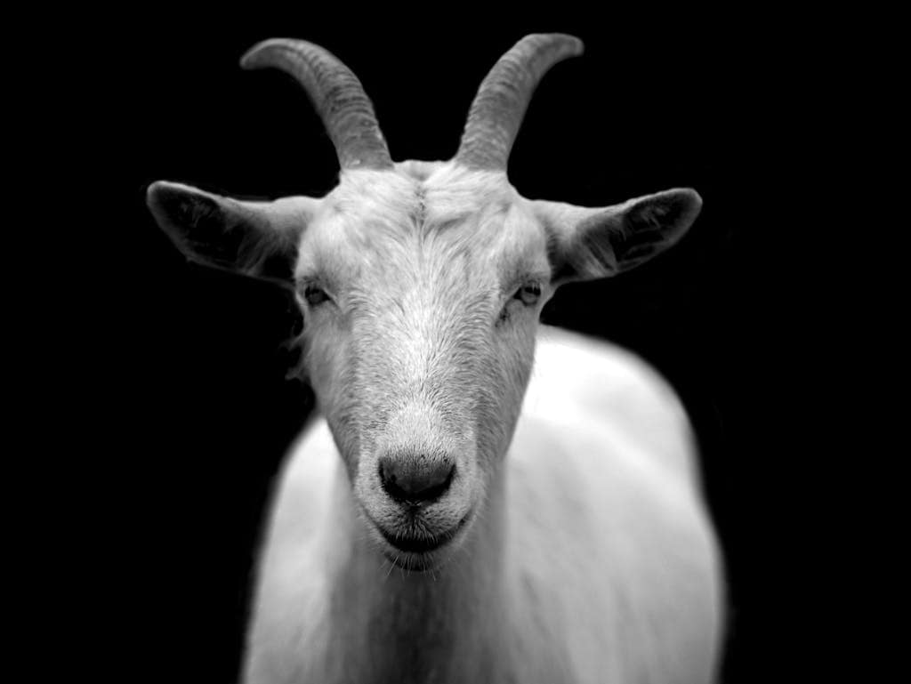 Exploring the Flavors: Types of Ethiopian Coffee Beans 1 Gray Scale Photo of Goat