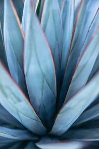 How to Sweeten Coffee Without Sugar: 10 Tasty Alternatives 2 Blue Agave Plant in Macro Photography